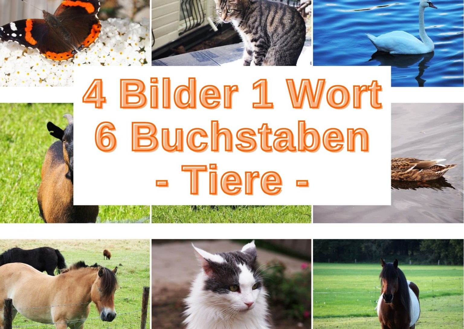 4 Bilder ein Wort – Tiere (Lösungswort mit 6 Buchstaben) - Grau-Bunte