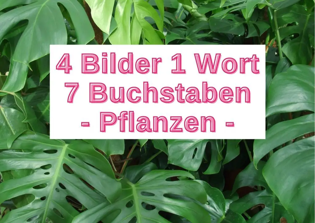 4 Bilder 1 Wort 7 Buchstaben - kostenlos spielen - Grau-Bunte-Zeiten