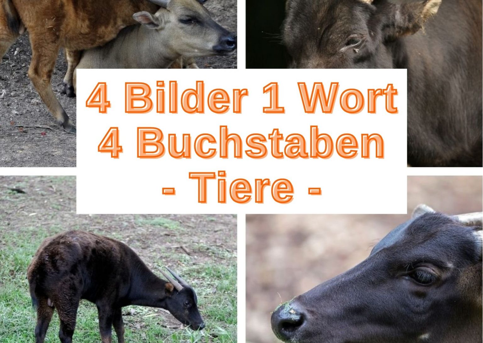 4 Bilder 1 Wort 4 Buchstaben (Pflanzen) kostenlos spielen - Grau-Bunte