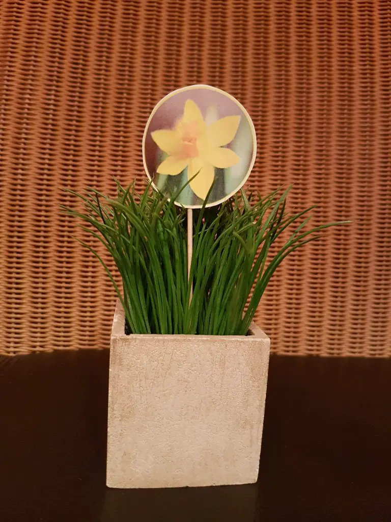 Auf diesem Bild sieht man einen Grasbüschel in einem Topf. Zwischen dem Gras steckt ein bedruckter Papierkreis. Auf diesem Papierkreis sieht man den Blütenkopf einer Osterglocke.