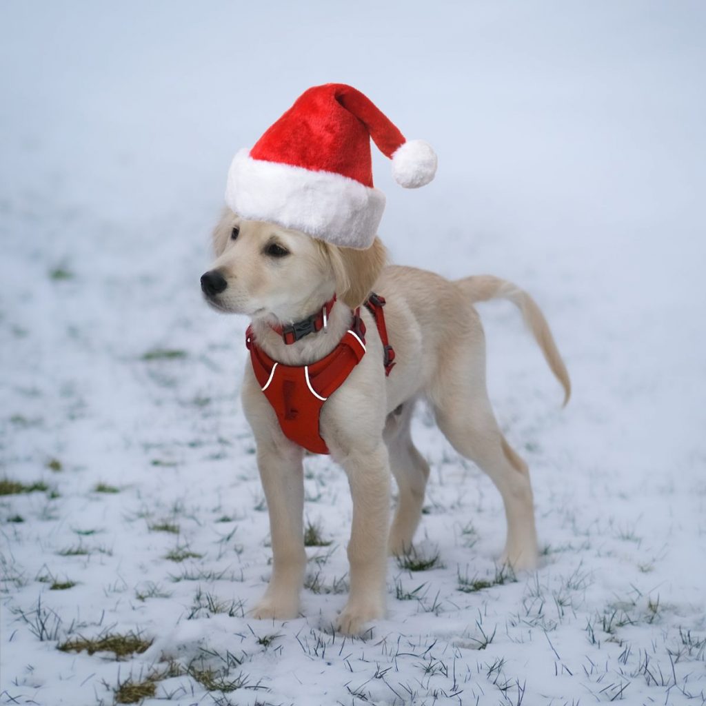  Ausmalbilder Weihnachten Tiere - Grau-Bunte-Zeiten 