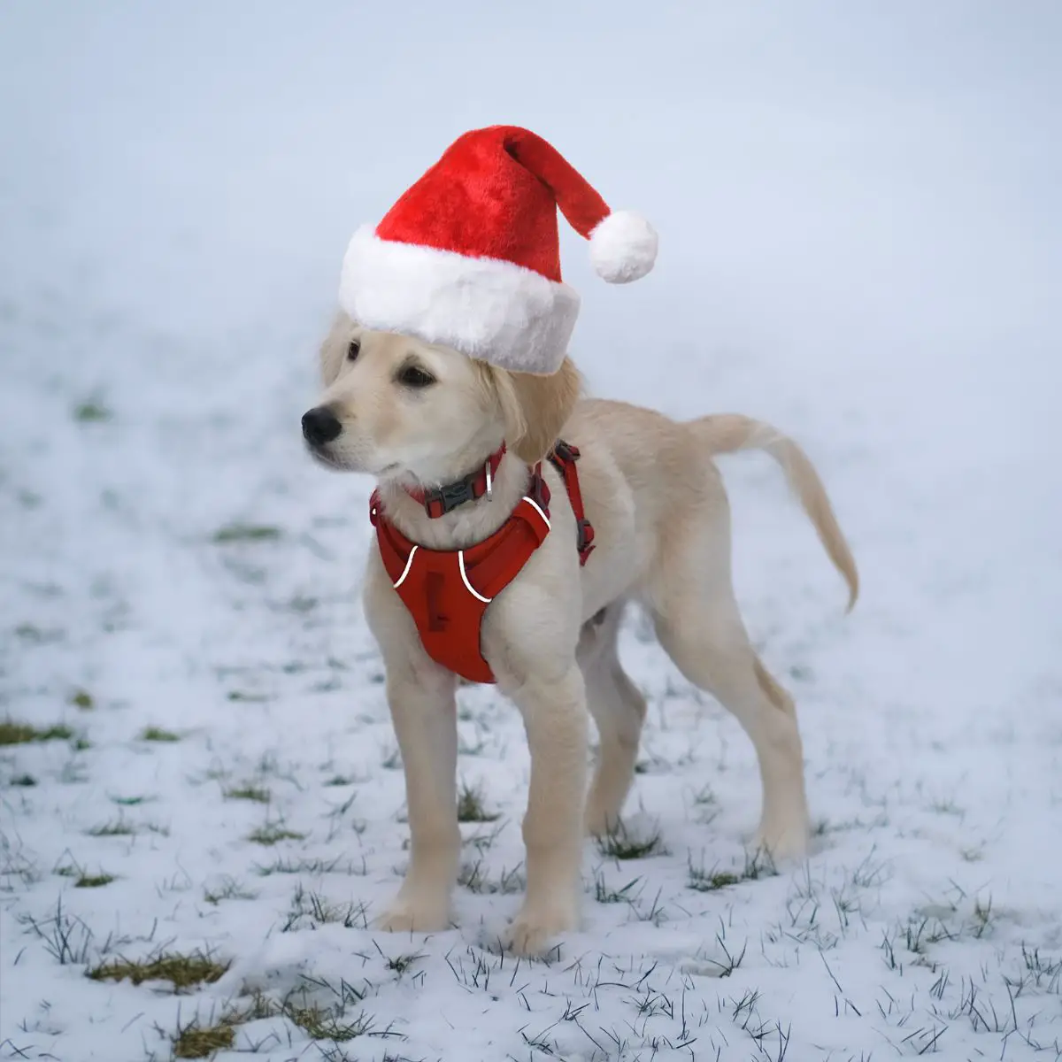 Ausmalbilder Weihnachten Tiere. Labrador-Welpe mit roten Geschirr und Weihnachtsmütze.