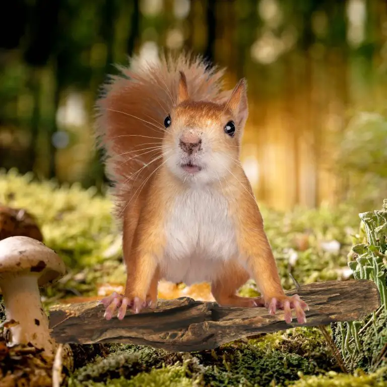Ein Eichhörnchen im Wald.